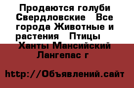 Продаются голуби Свердловские - Все города Животные и растения » Птицы   . Ханты-Мансийский,Лангепас г.